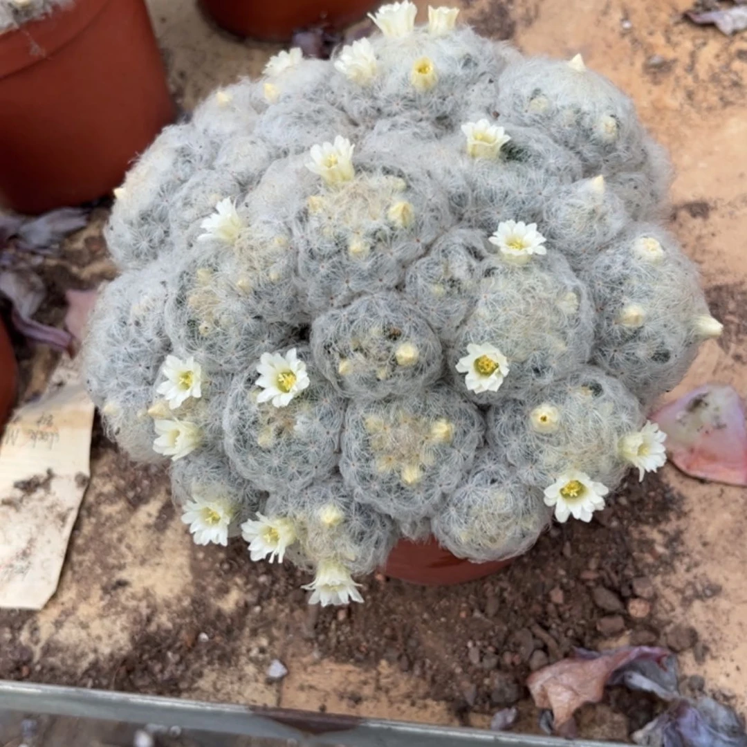 【闪购商品】无花朵雨*