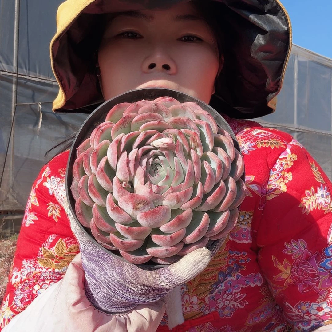 恋*4个大侧影多肉脱土