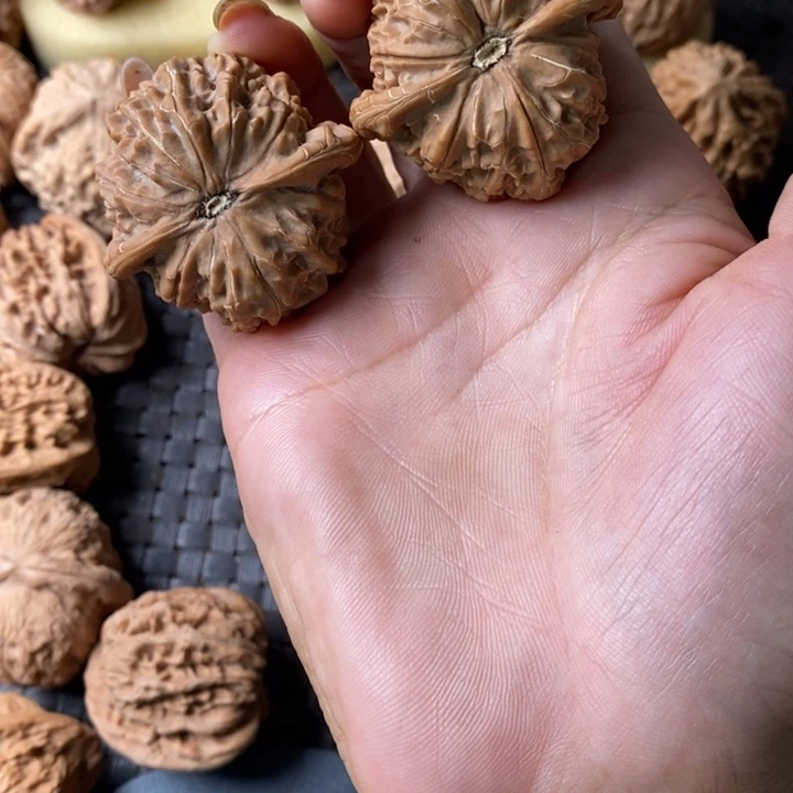 志金麒麟金麒麟金麒麟
