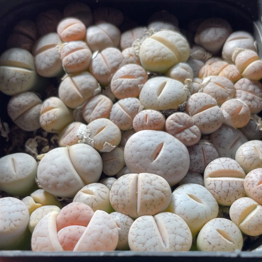 大盆特价一物一拍～22