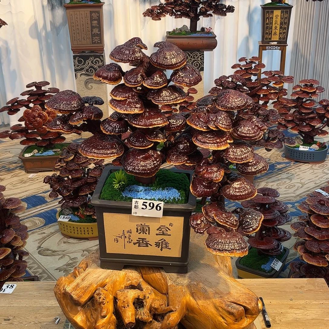 无花朵88888888888888