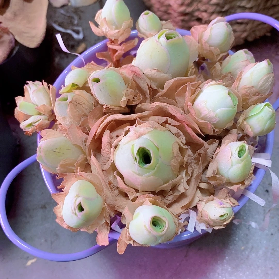 山地玫瑰一物一拍015