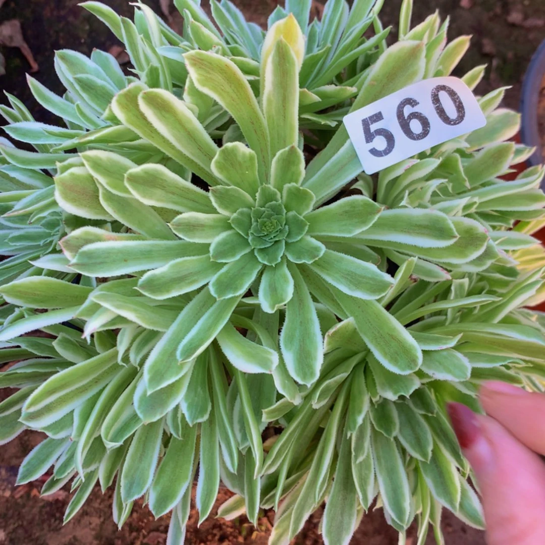 【闪购商品】560碧浪多肉