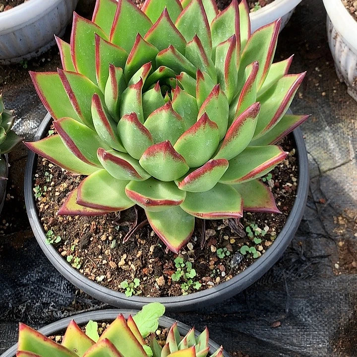 美肉特价活动开始啦