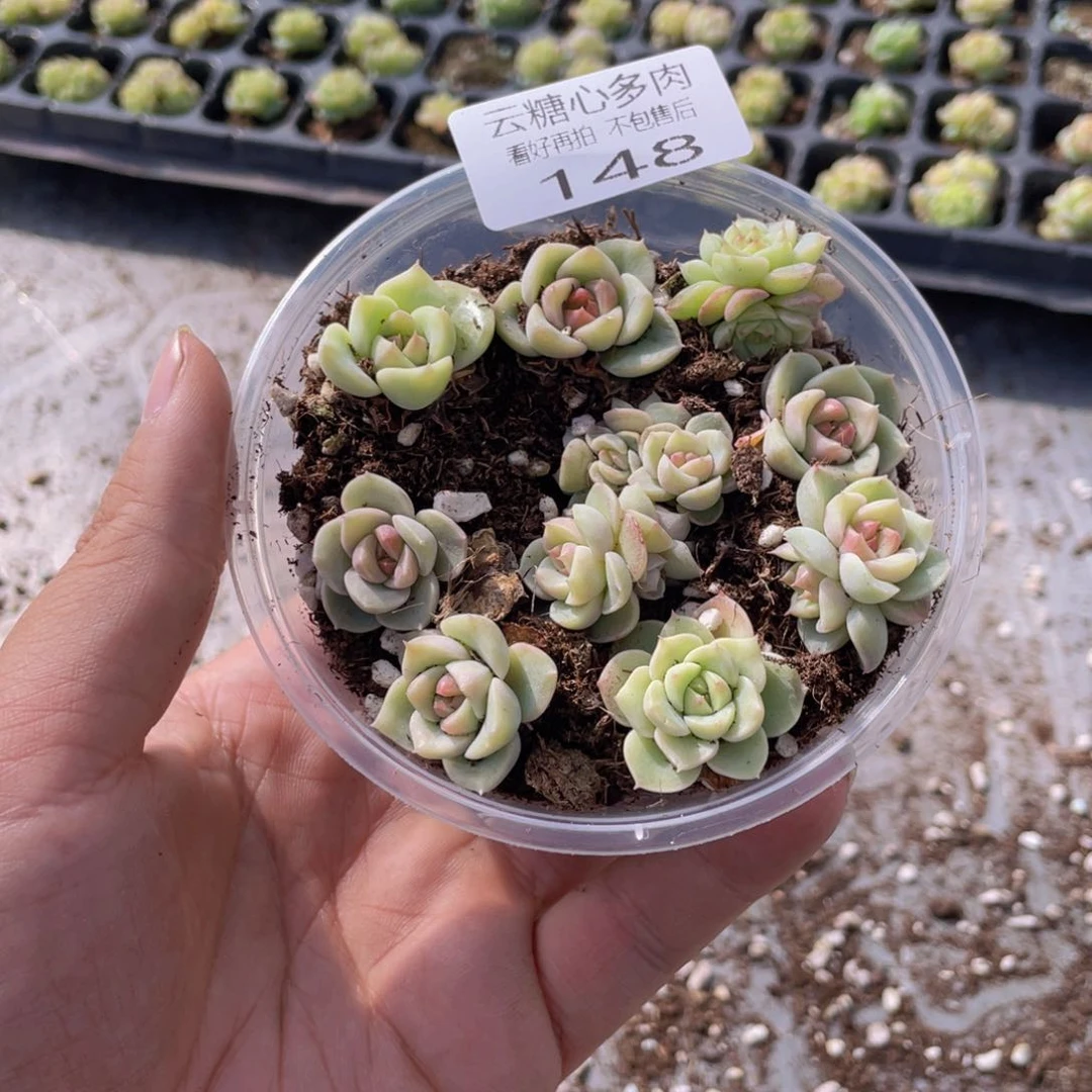 云糖心多肉植物148