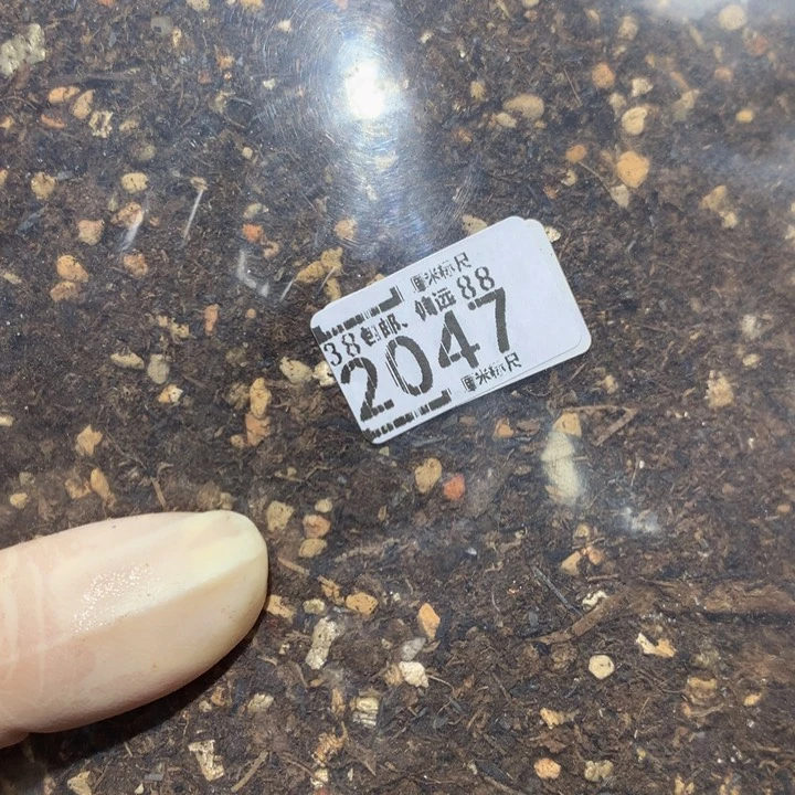 儿童节快乐生石花2047