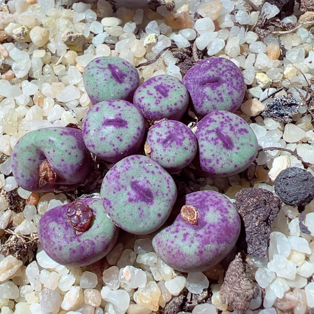 1217-623多肉多肉紫红嘴