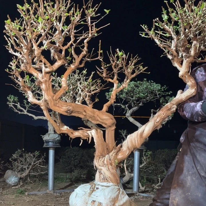 当前无花栽培后可以开花