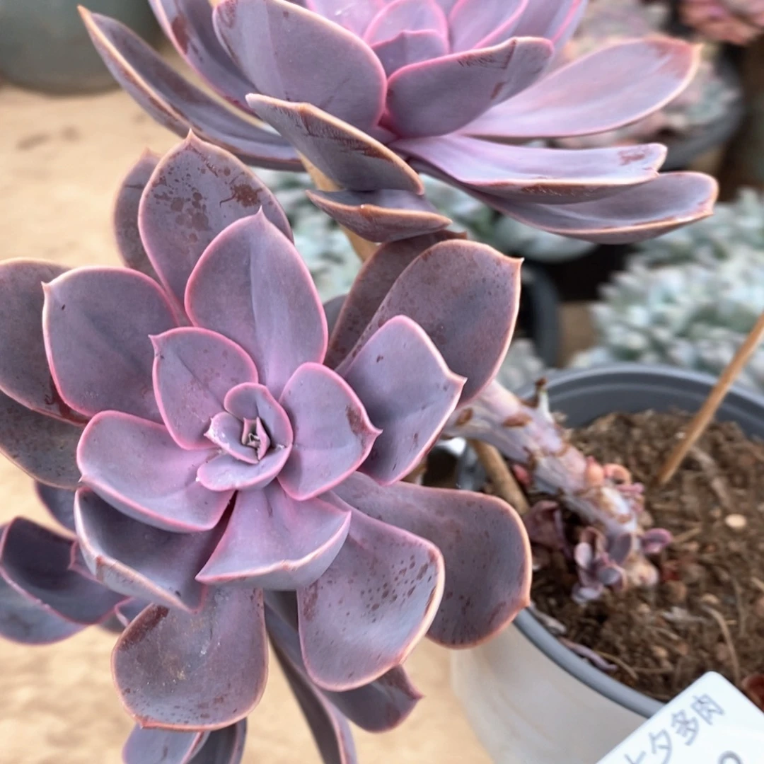 *****小七夕多肉紫丁香33