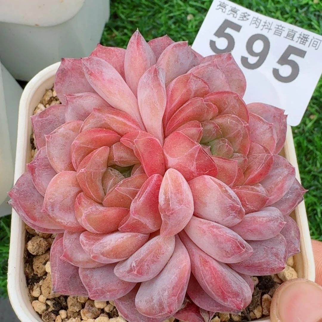 紫魄         多肉植物