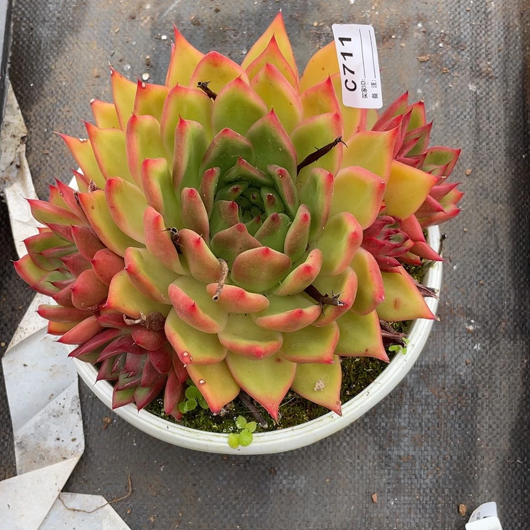 若茹东云单拍C711