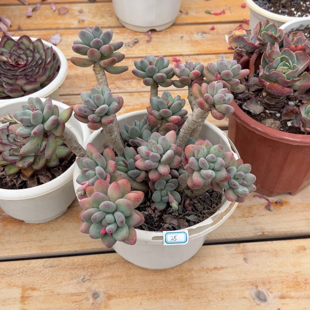 多肉苹果美人【非偏远满18包邮】