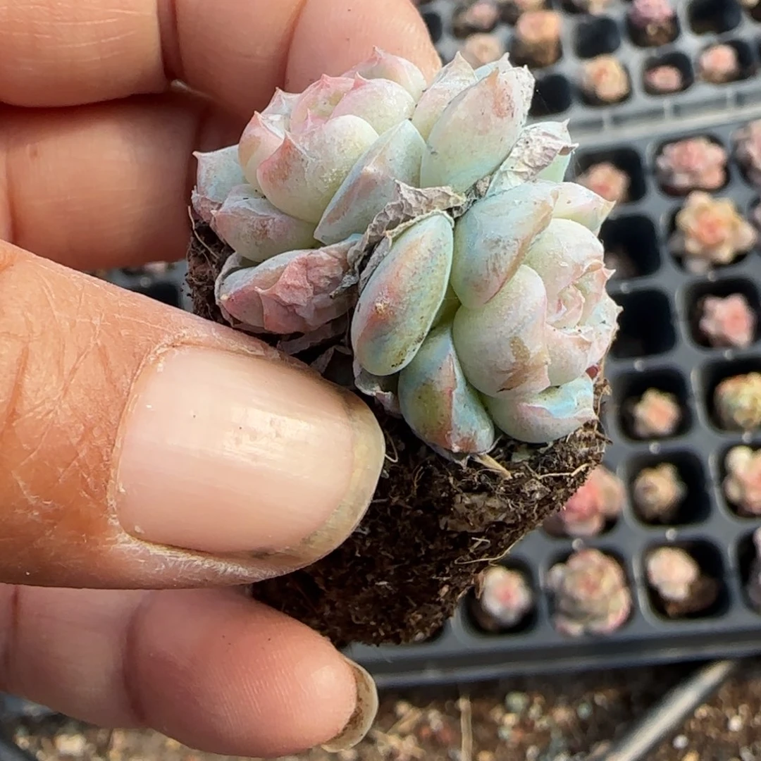 小卡拉米糖心一物一拍