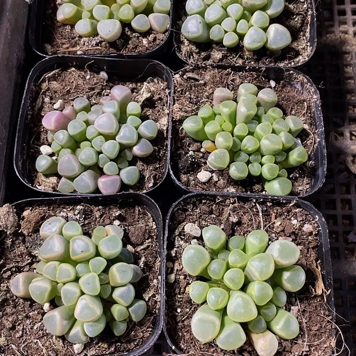 五十铃玉带盆土发货