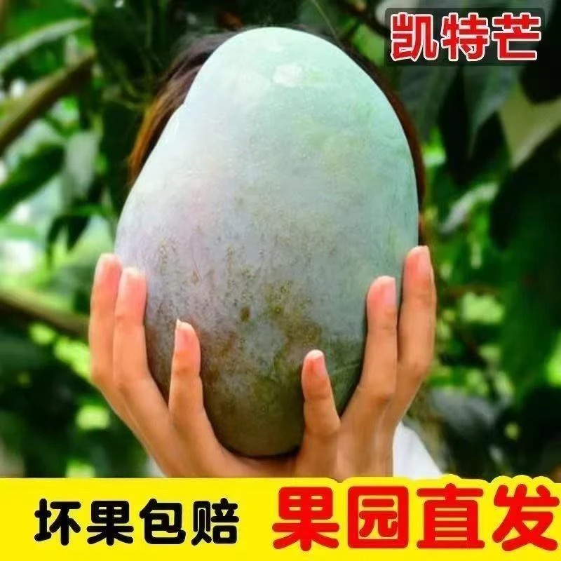【百果同学】攀枝花青皮大凯特芒果软糯香甜当季新鲜现摘水果批发