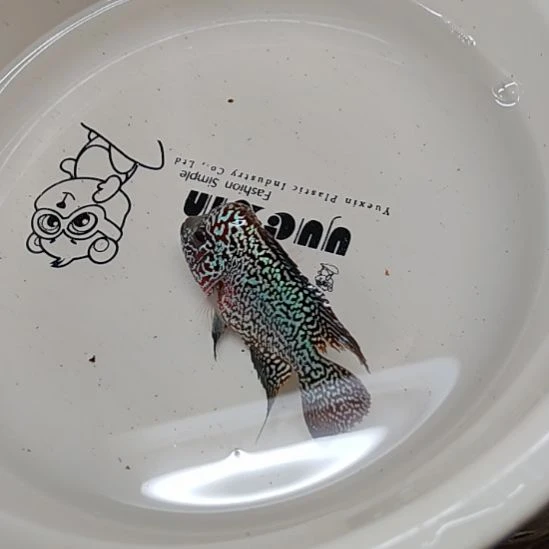 罗汉鱼66666666666