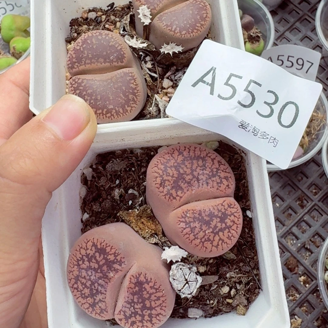 5530—生石花 生石花
