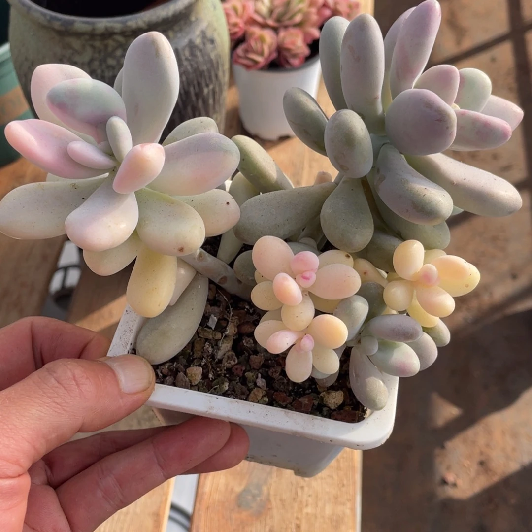 淘多肉桃蛋锦一个