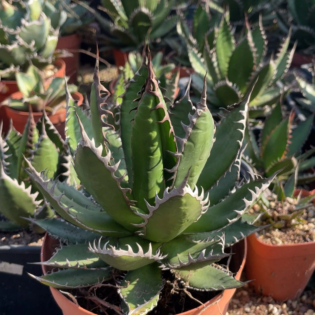 无花朵强密刺霍利达