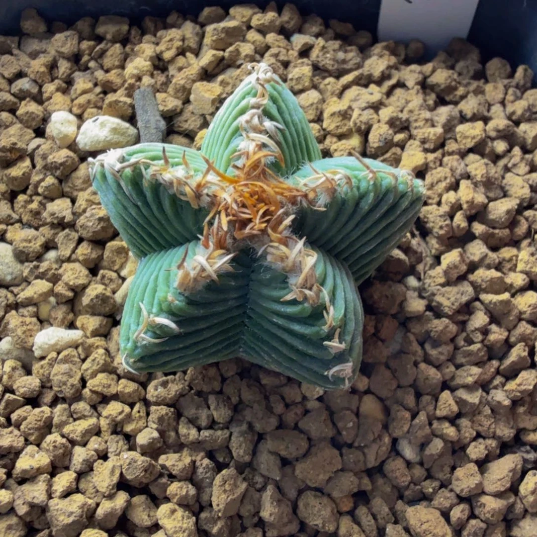 ****儿蜗牛专拍 实生推荐