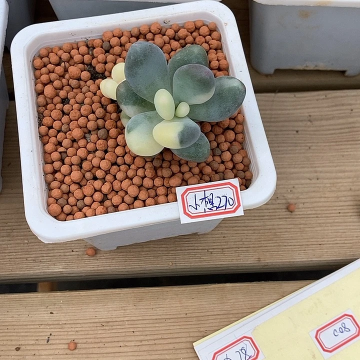 小***儿文乐奶酪锦多肉植物