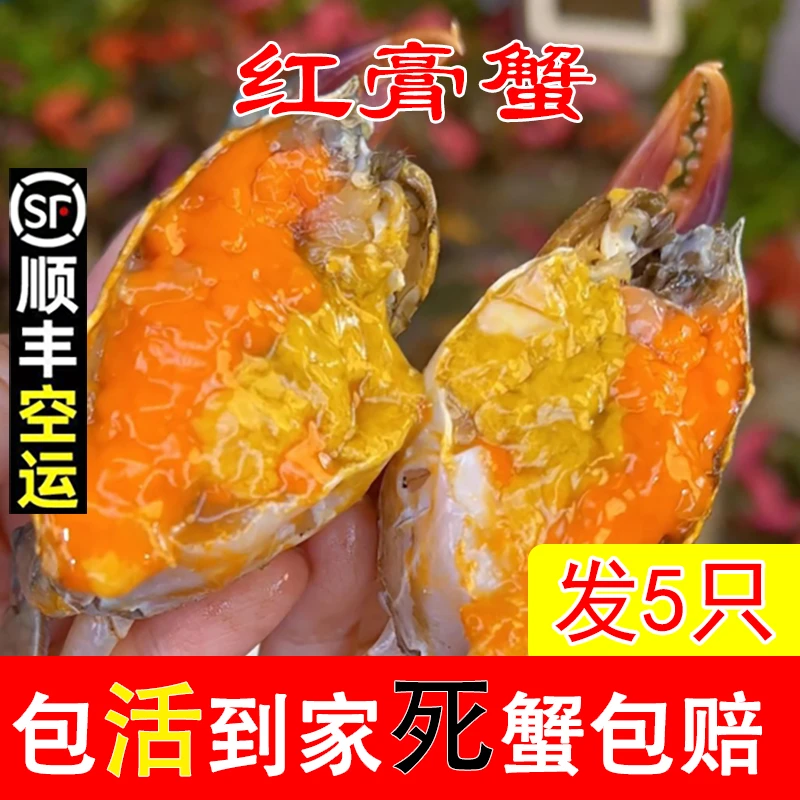 A【包活到家】发5只顺丰冷链青蟹海鲜母蟹红膏蟹红鲟2-3两/只包有膏有黄