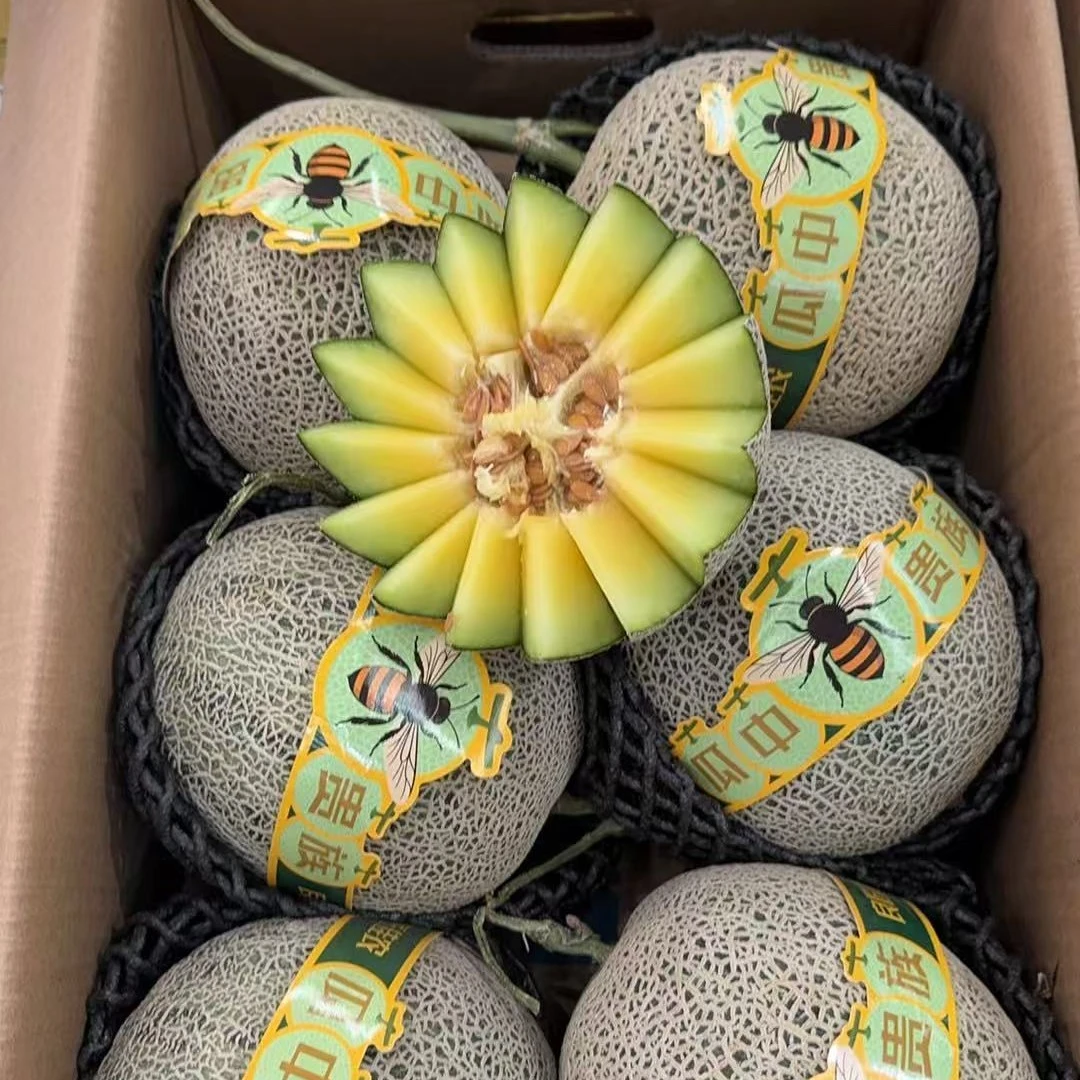 【瓜瓜果业】正宗山东烟台网纹玫珑瓜 顺丰包邮 两个瓜净重4.5-5斤