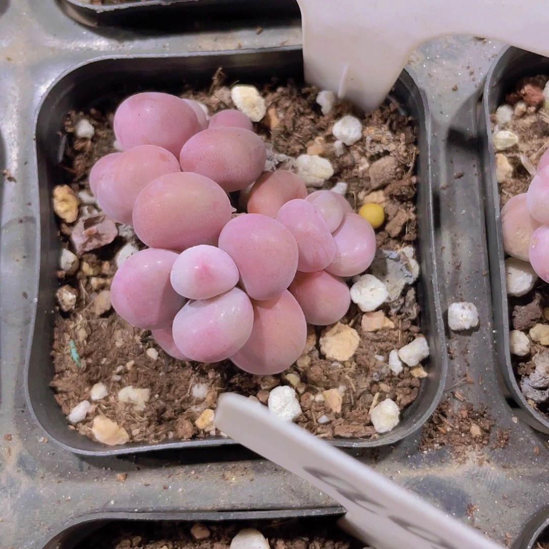 小**へ腰子蛋儿e004一物一拍