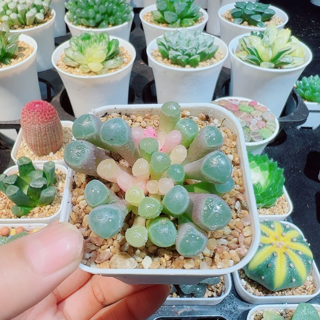 五十铃玉锦多肉多肉