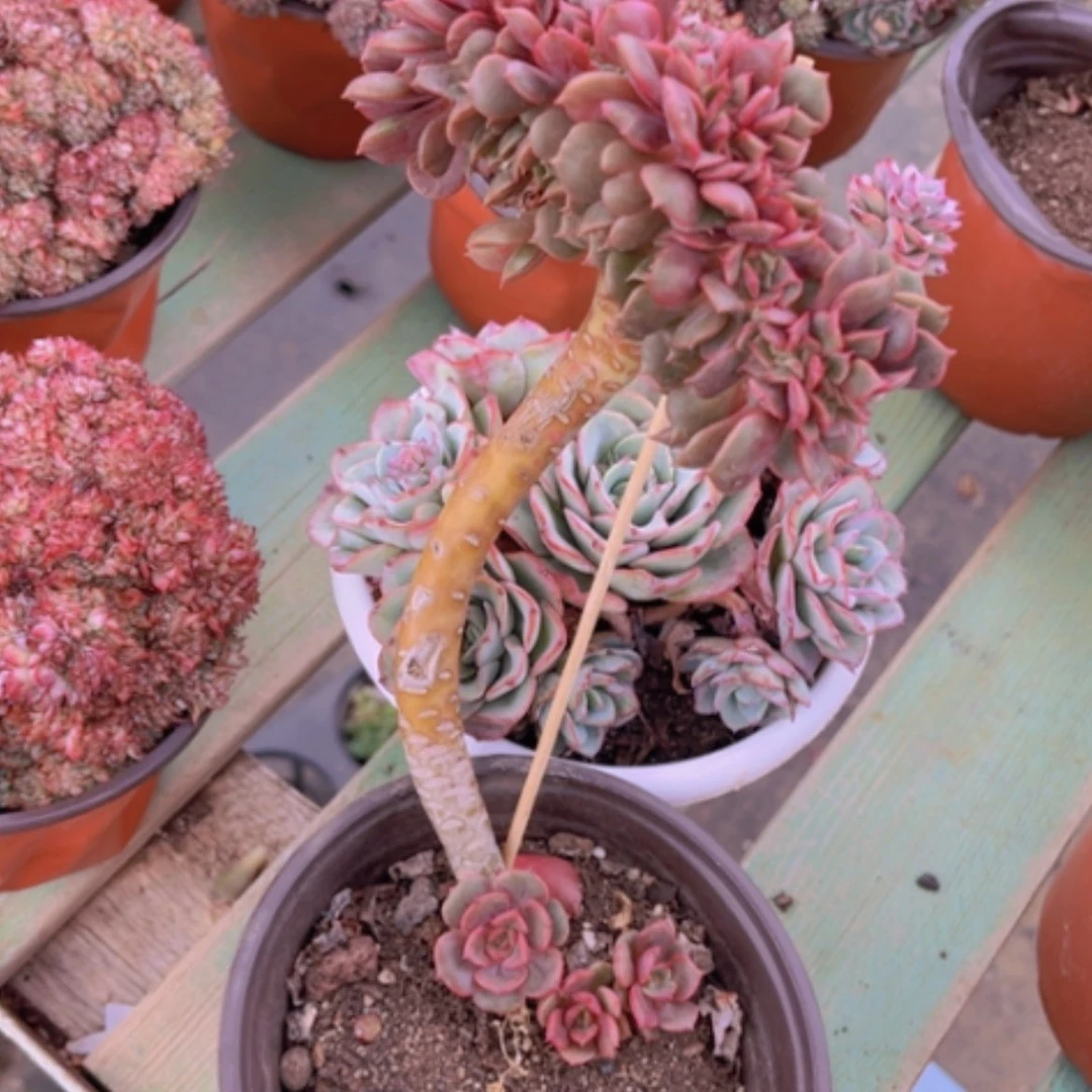 【闪购商品】大红袍缀14180