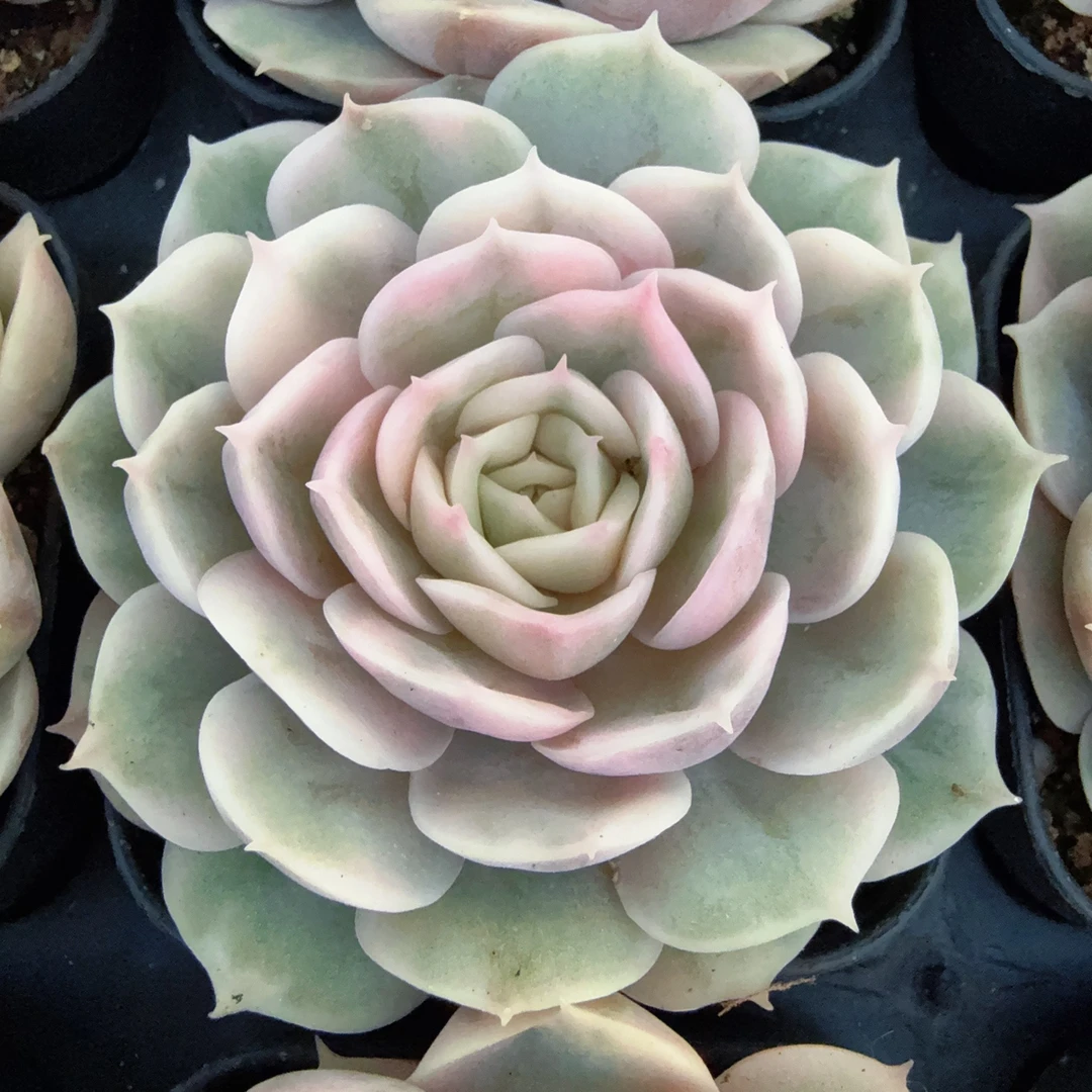 70#小单头昂斯诺锦（4-7cm）带盆土