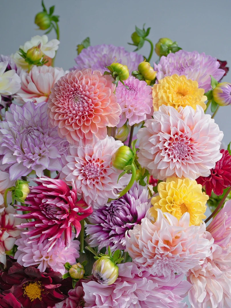 大丽花穴盘苗 大丽花苗多年生 直播 盆栽地载室内室外耐寒耐热