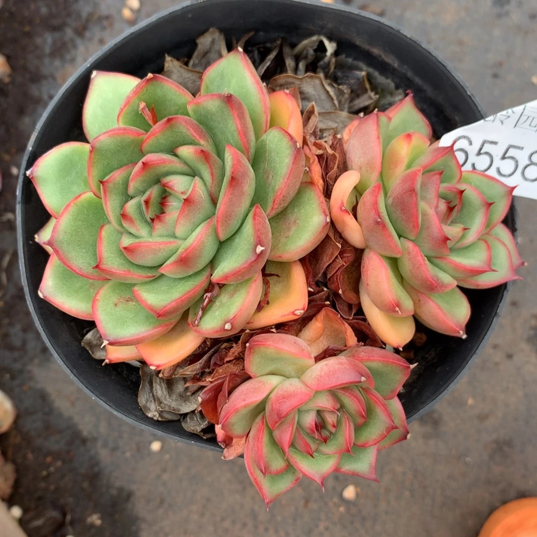 6558杂交精品基地11厘米