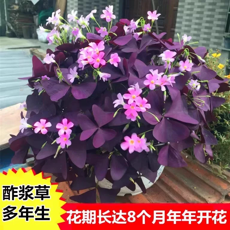 紫叶酢浆草紫蝴蝶庭院盆栽红花幸运草阳台四季花卉花苗多年生花镜