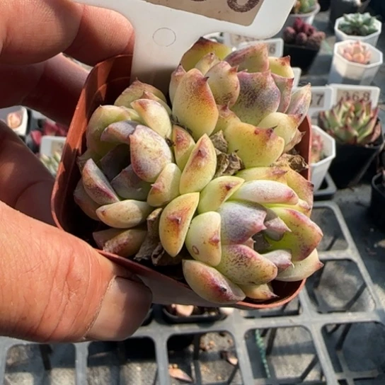 380芝士蓝莓一物一拍多肉