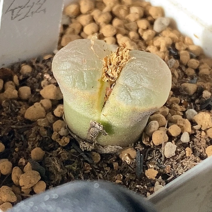 桃喜花园0207-47磁铁