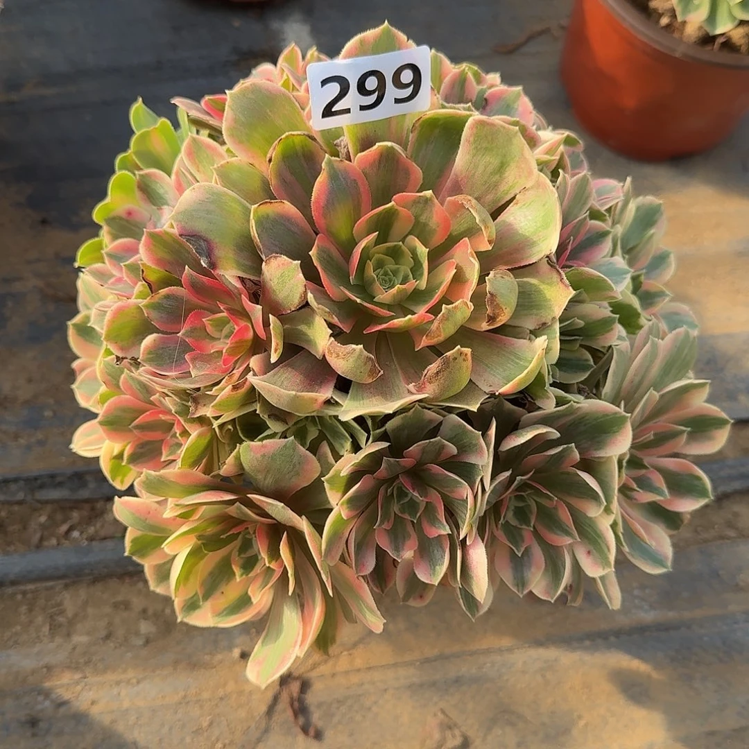 多肉植物女妖299号