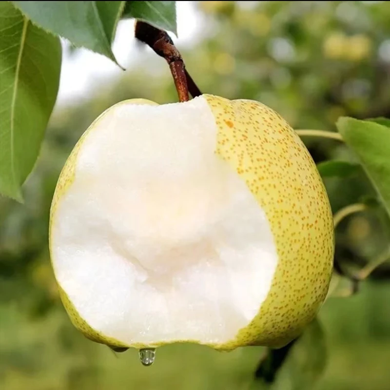 顺丰现摘现发正宗安徽砀山酥梨新鲜水果酥脆多汁薄皮香甜水果酥梨