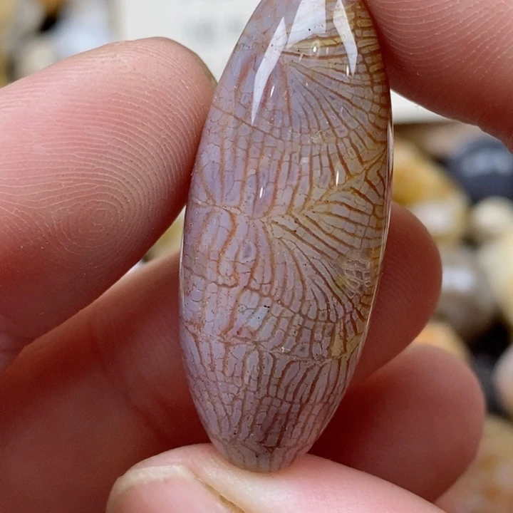 颈饰未镶嵌硅化珊瑚（珊瑚玉）