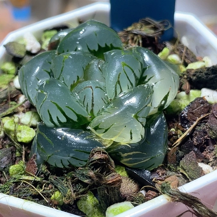 760皓月玉露锦特选福利