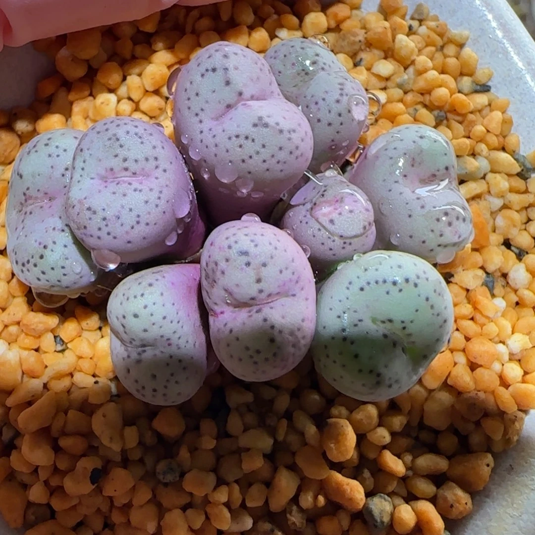 肉锥多肉植物百科-不带盆712