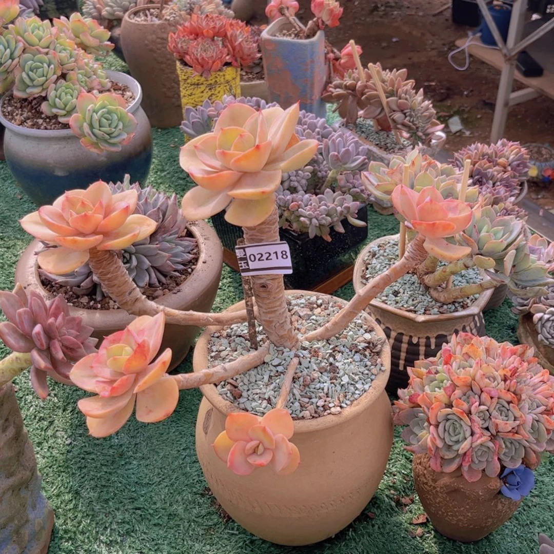 青鸾多肉植物02218