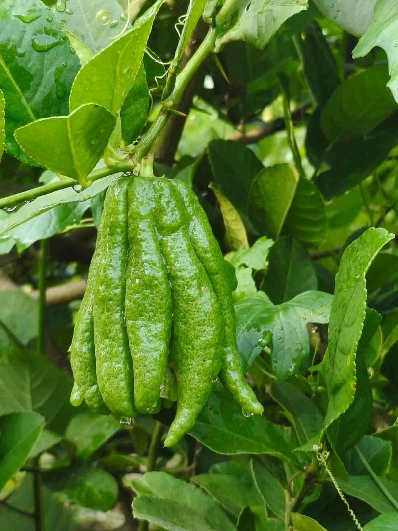 新鲜川佛手柑聚宝盆型(有果斑果纹) 闻香食用果现摘现发基地发货