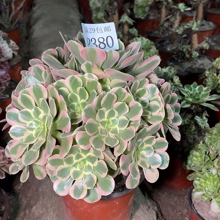 380妖月多肉植物
