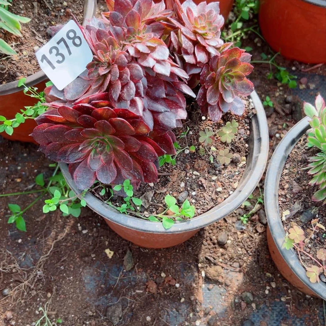 我1378 号多肉法师新年特价