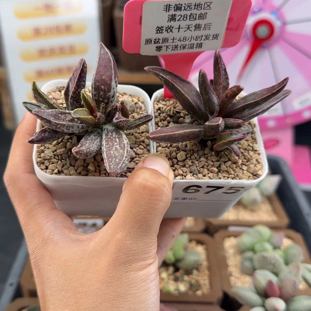 675花肌楞叶黑肌楞叶