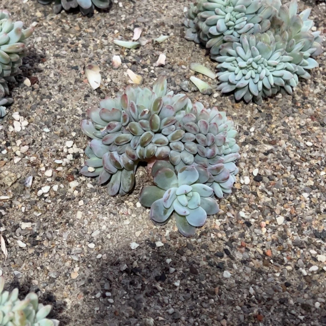 B1多肉多肉多肉多肉