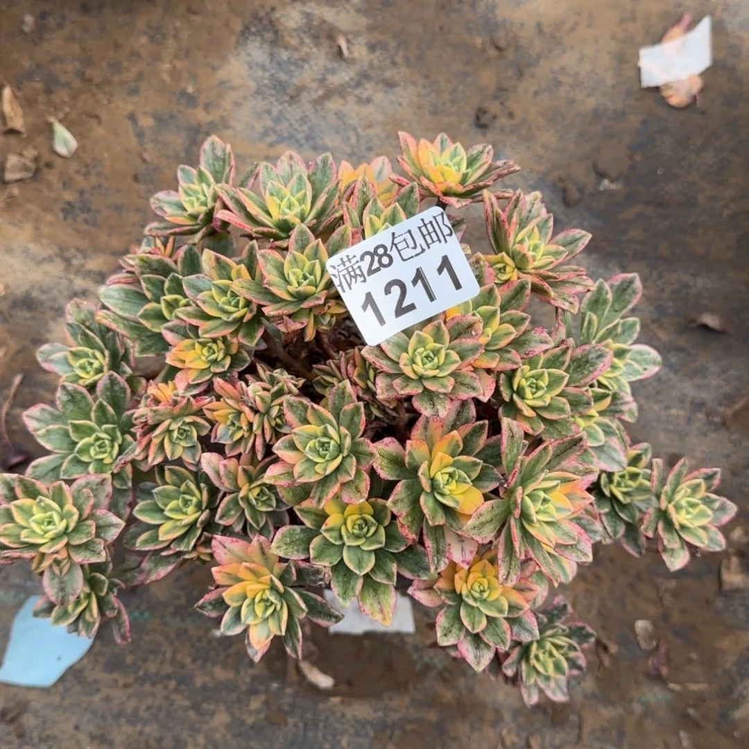 甜茶多肉1211满28包邮断枝不包