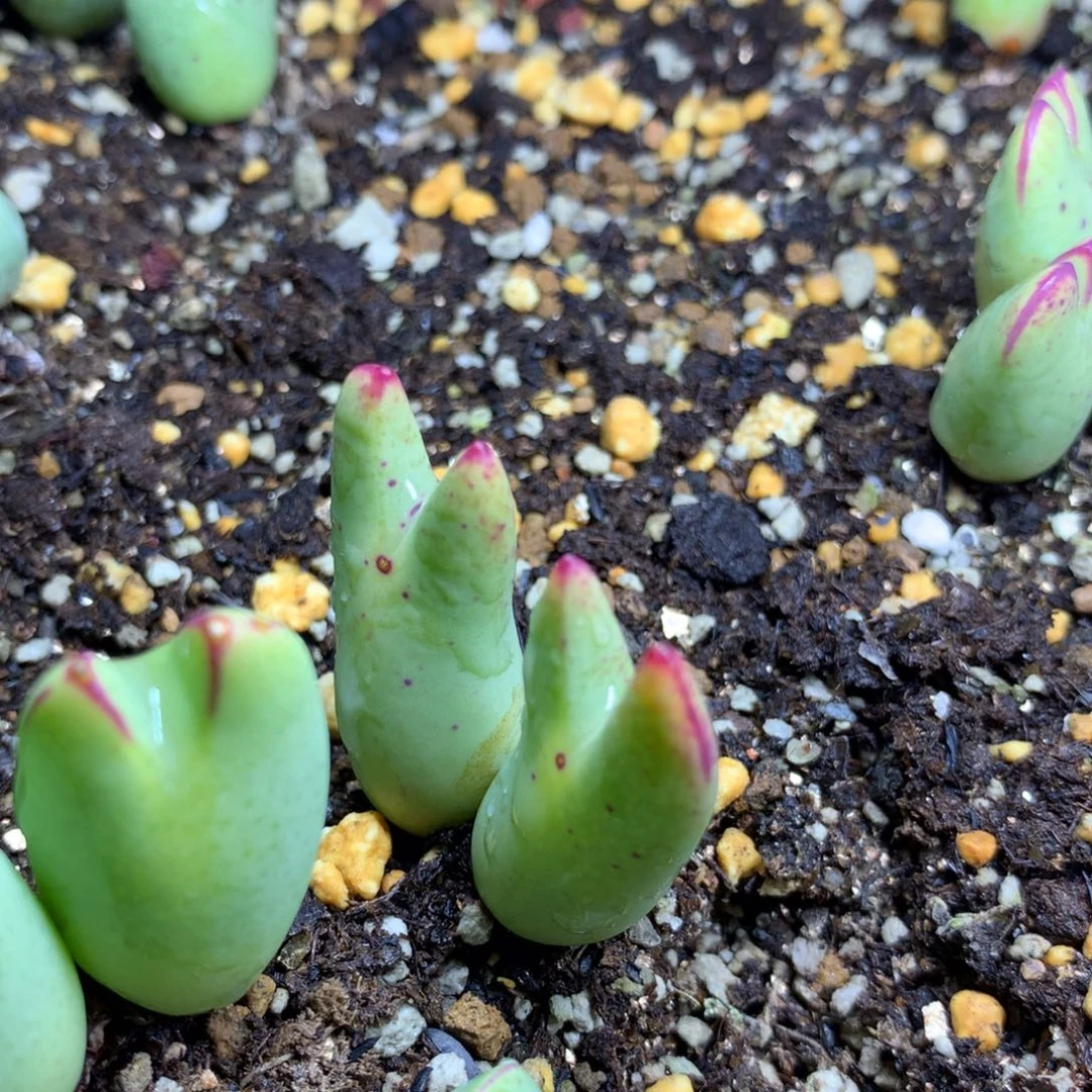 367少将母本一颗