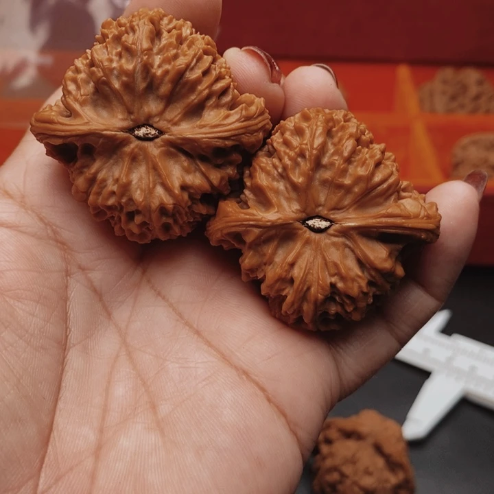 核桃南疆44尺核桃